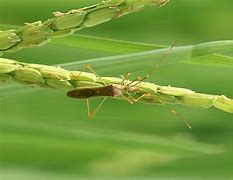 Image result for Rice Insects