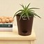 Image result for Mini Aloe Vera Plant