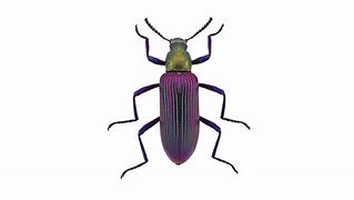 Image result for Robotic Bug