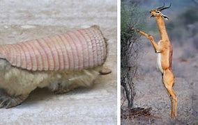 Image result for Weird Animals That Are Real