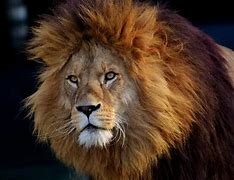 Image result for Animals Wet Mane