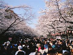 Image result for Ueno Park Banana