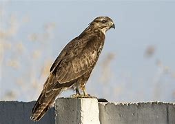 Image result for Buteo Platypterus