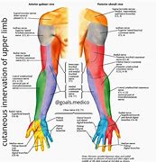 Image result for Upper Extremity Innervation Chart