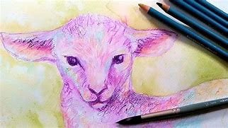 Image result for Baby Lamb Sketches