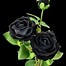 Image result for Black Rose Bushes