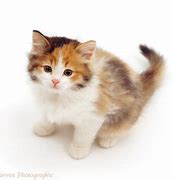 Image result for Tortoise Shell Lion Kitten