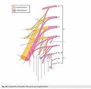 Image result for Coccygeal Plexus