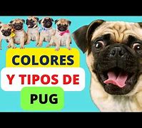 Image result for Tipos De Pug