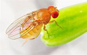 Image result for Red-Eyed Gnats