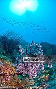 Image result for Biodiversitas Di Indonesia