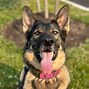 Image result for K9 Police Car