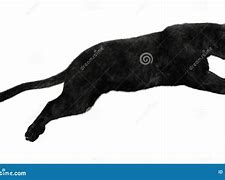 Image result for Black Panther Animal Jumping