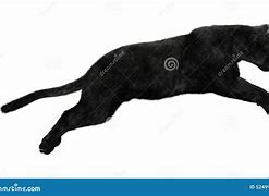 Image result for Black Panther Jumping through American Flag