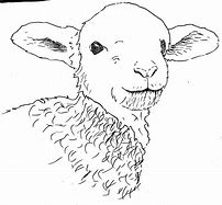 Image result for Drawing of Lamb