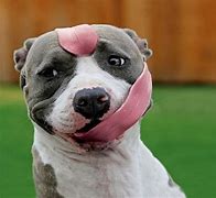 Image result for Dog Tongue Donut Meme