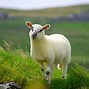 Image result for Cute Lamb Face