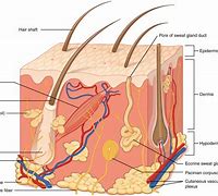 Image result for Skin Scope Chart