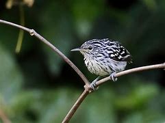 Image result for Habitat for Birds in Guyana