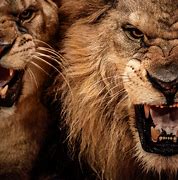 Image result for Roaring Angry Lion Wallpaper