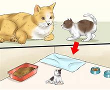 Image result for Mama Cat and Kittens