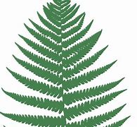 Image result for Lauae Fern Leaf Outline