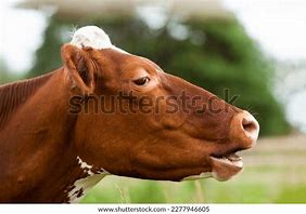 Image result for Cow Face Front Side