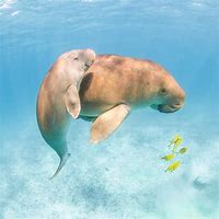 Image result for Cute Dugong Babies