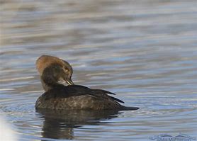 Image result for Winter Merganser