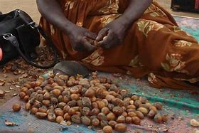 Image result for Shea Tree Women