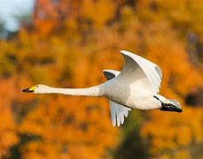 Image result for Unusual Swans