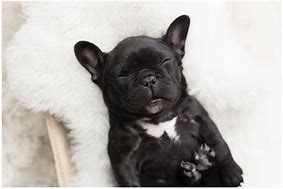 Image result for Baby Black Bulldog