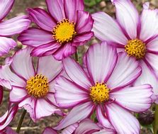 Image result for Cosmos Candy Stripe