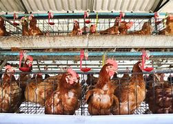 Image result for Caged Hens