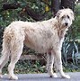 Image result for Irish Wolfhound