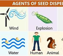 Image result for Mangrove Seed Dispersal