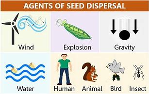 Image result for Seed Dispersal Plants