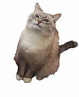 Image result for Cat Face Meme Transparent