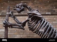 Image result for Giant Ground Sloth Skeleton