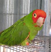 Image result for Black-headed Conure