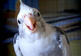 Image result for Pet Bird Person