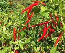 Image result for Organic Chilli Farming