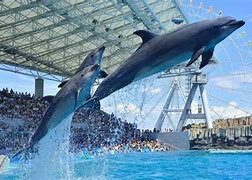 Image result for Nagoya Aquarium