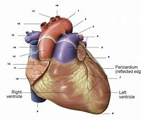 Image result for Posterior Interventricular Sulcus