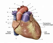 Image result for Atrioventricular Coronary Sulcus