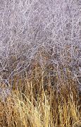 Image result for Grasses of the Mojave Desert