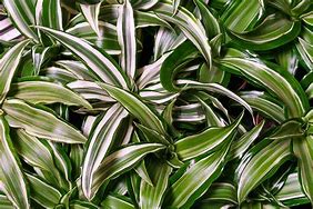 Image result for Dracaena Marginata Variegated