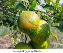 Image result for Citrus Limetta Dry Skin