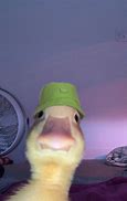 Image result for Duck Yeah Meme