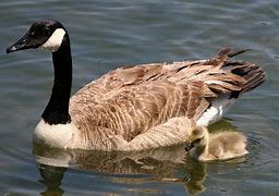 Image result for Branta Goose Family